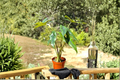 Alocasia Princeps Live Plant | Fully Rooted 4" Pot
