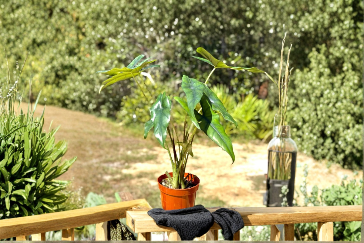 Alocasia Princeps Live Plant | Fully Rooted 4" Pot