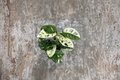 Monstera Adansonii Albo Live Plant - 4 Inch Pot Variegated Swiss Cheese Monstera