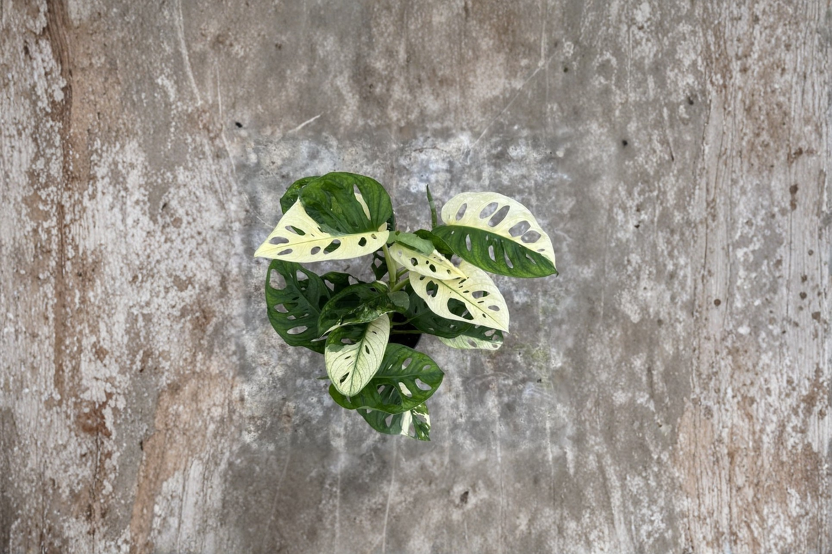 Monstera Adansonii Albo Live Plant - 4 Inch Pot Variegated Swiss Cheese Monstera