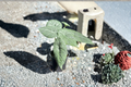Alocasia Maharani Live Plant - Fully Rooted 4" Pot | Rare Indoor Tropical Houseplant