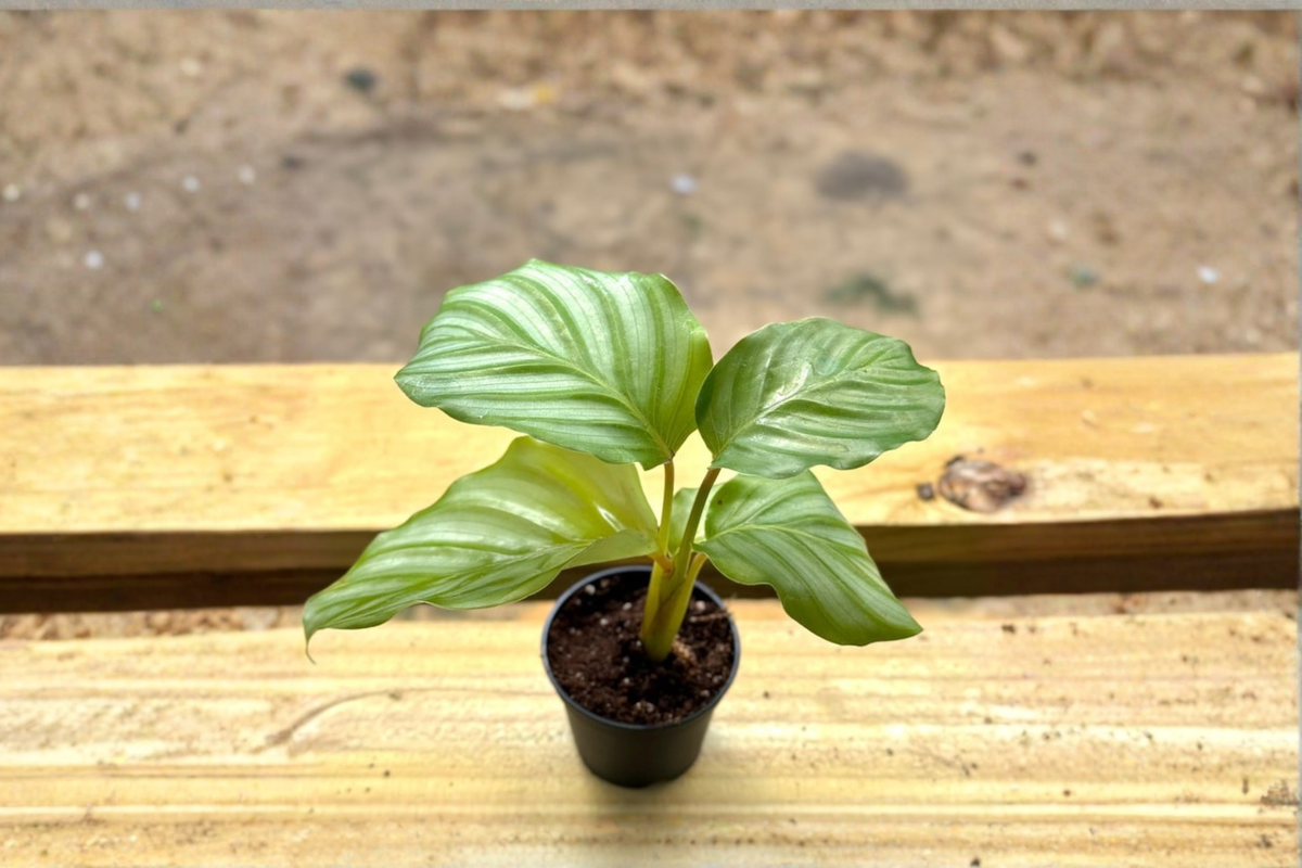 Calathea Orbifolia Live Plant - 2 Inch Starter Pot