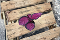 Calathea Rosy Starter Plant - 2 Inch Pot, Unrooted? or Rooted Node — Pink Rosy Foliage