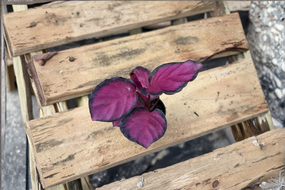 Calathea Rosy Starter Plant - 2 Inch Pot, Unrooted? or Rooted Node — Pink Rosy Foliage