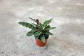 Calathea Lancifolia (Rattlesnake Prayer Plant) 2" Starter Live Plant