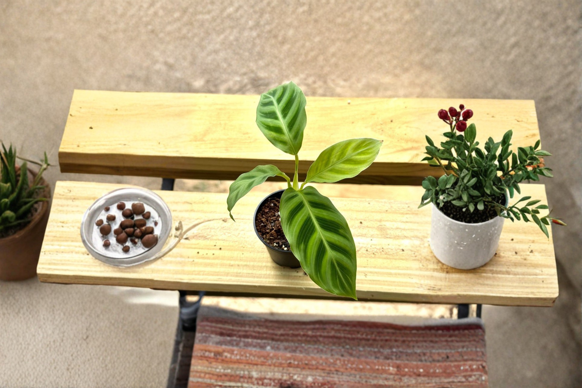 Calathea Zebrina Live Plant – 2 Inch Pot Starter, Cat Safe Prayer Plant