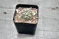 Gymnocalycium baldianum - Dwarf Chin Cactus Live Plant in 2" Pot