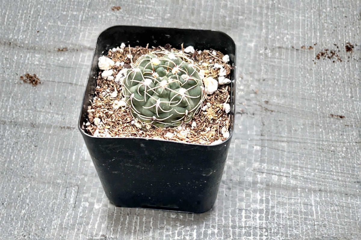 Gymnocalycium baldianum - Dwarf Chin Cactus Live Plant in 2" Pot