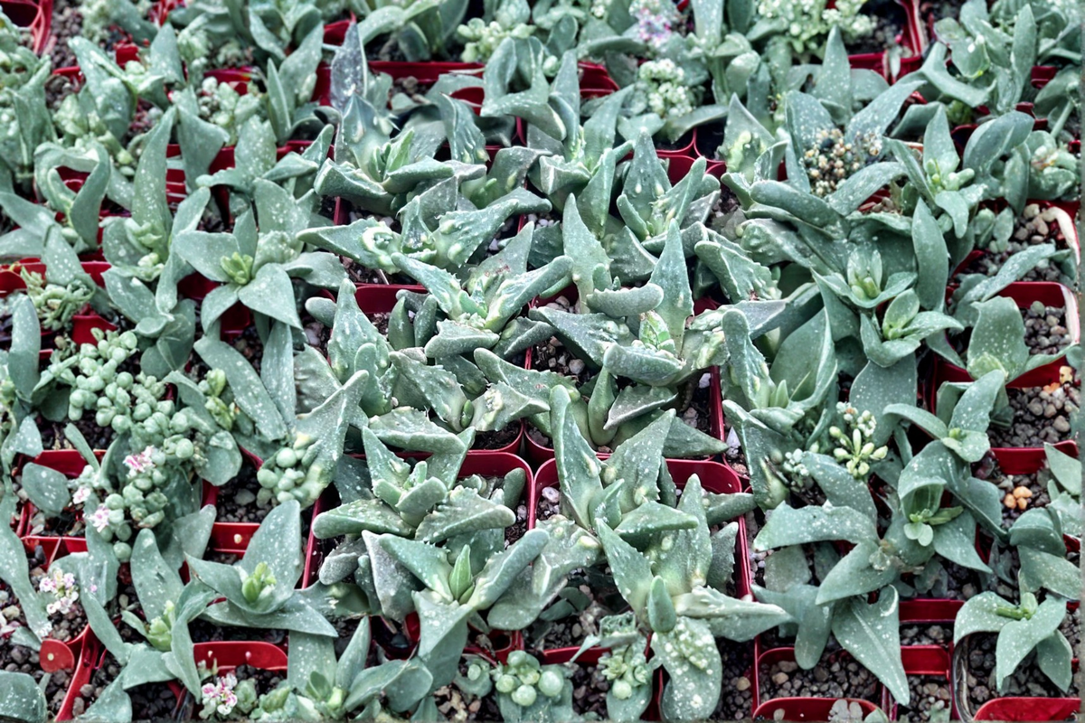 Tiger Jaws Faucaria tigrina - 2 Inch Pot Live Succulent