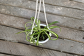 Bonnie Spider Plant (Chlorophytum comosum ‘Bonnie’) - 4.5-inch Growers Pot, Rooted Live Plant