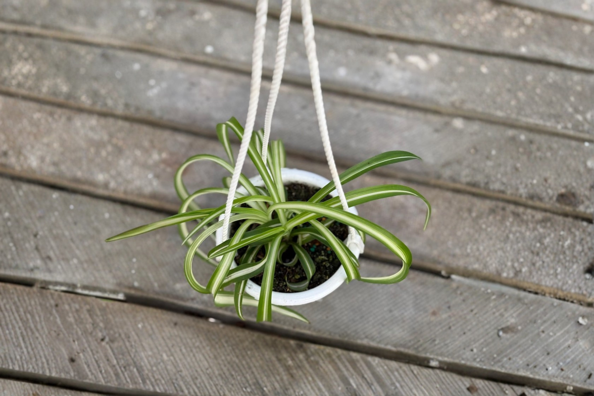 Bonnie Spider Plant (Chlorophytum comosum ‘Bonnie’) - 4.5-inch Growers Pot, Rooted Live Plant