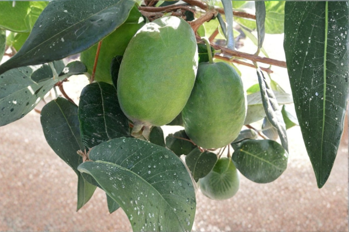 Kakariki Pineapple Guava Acca sellowiana Live Plant 1 Gal Pot