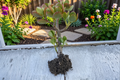 Money Plant Live Plant Bare Root Starter Plant Epipremnum aureum
