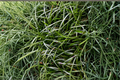 50 Mondo Grass Plugs Bare Root Starter Plants | Ground Cover / Border Plant