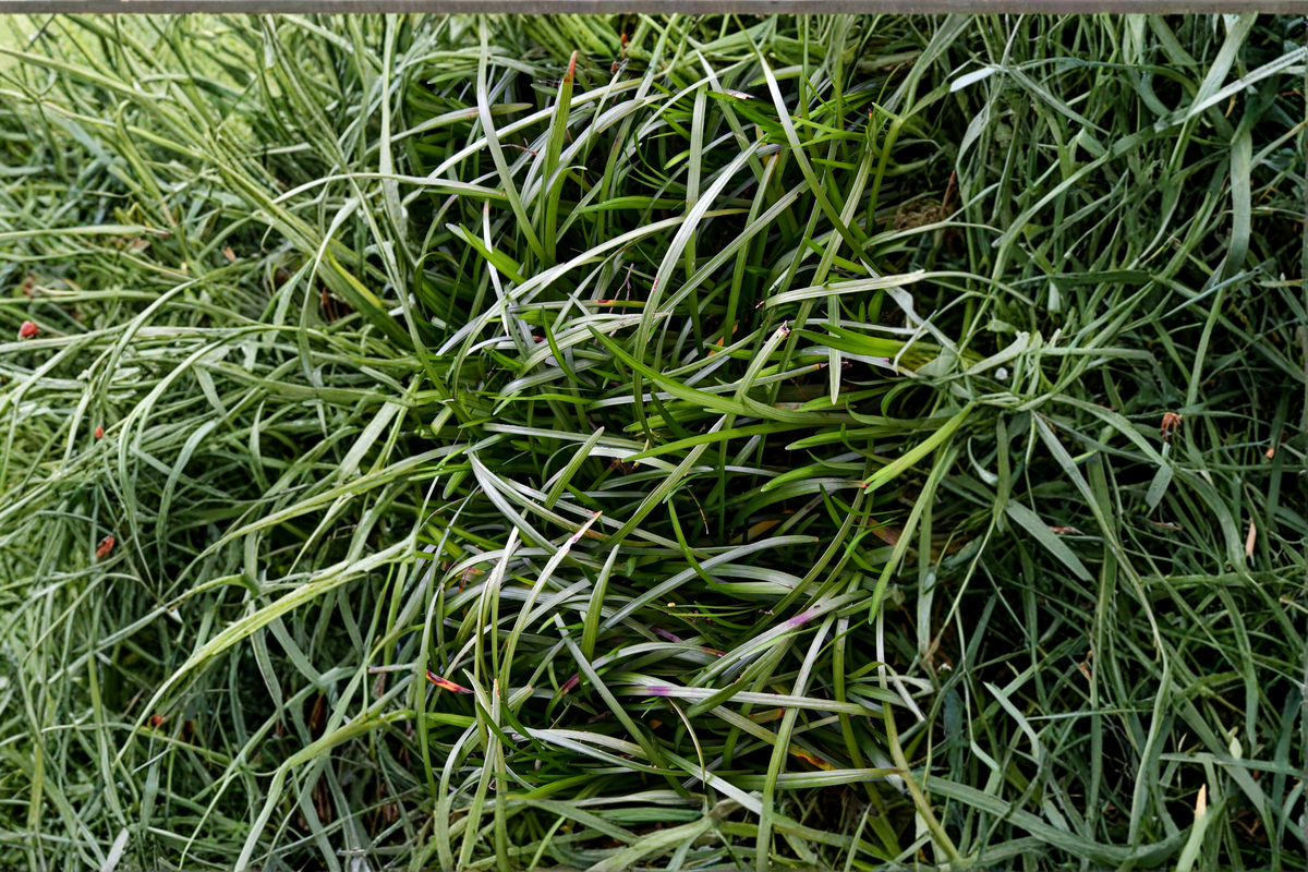 50 Mondo Grass Plugs Bare Root Starter Plants | Ground Cover / Border Plant
