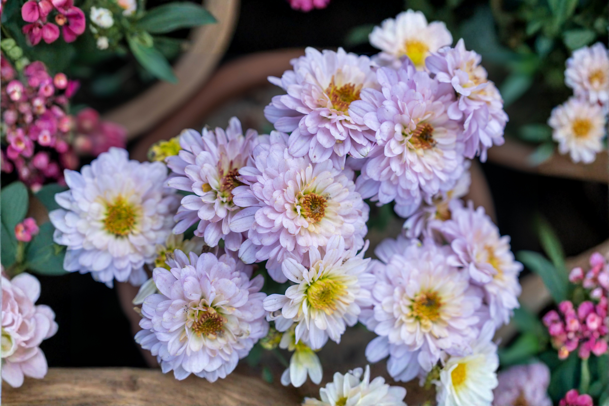 Lilac Pink King Chrysanthemum Live Plant Bare Root Starter Plant – 6–11 in