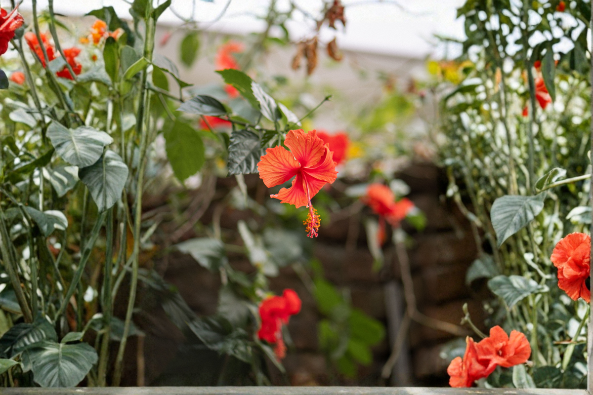 Madagascar Hibiscus Starter Plant - Hibiscus moscheutos (Rooted Starter) 3–5"