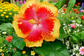 Madagascar Hibiscus Starter Plant | Hibiscus moscheutos Rooted Starter Plant 3–5"