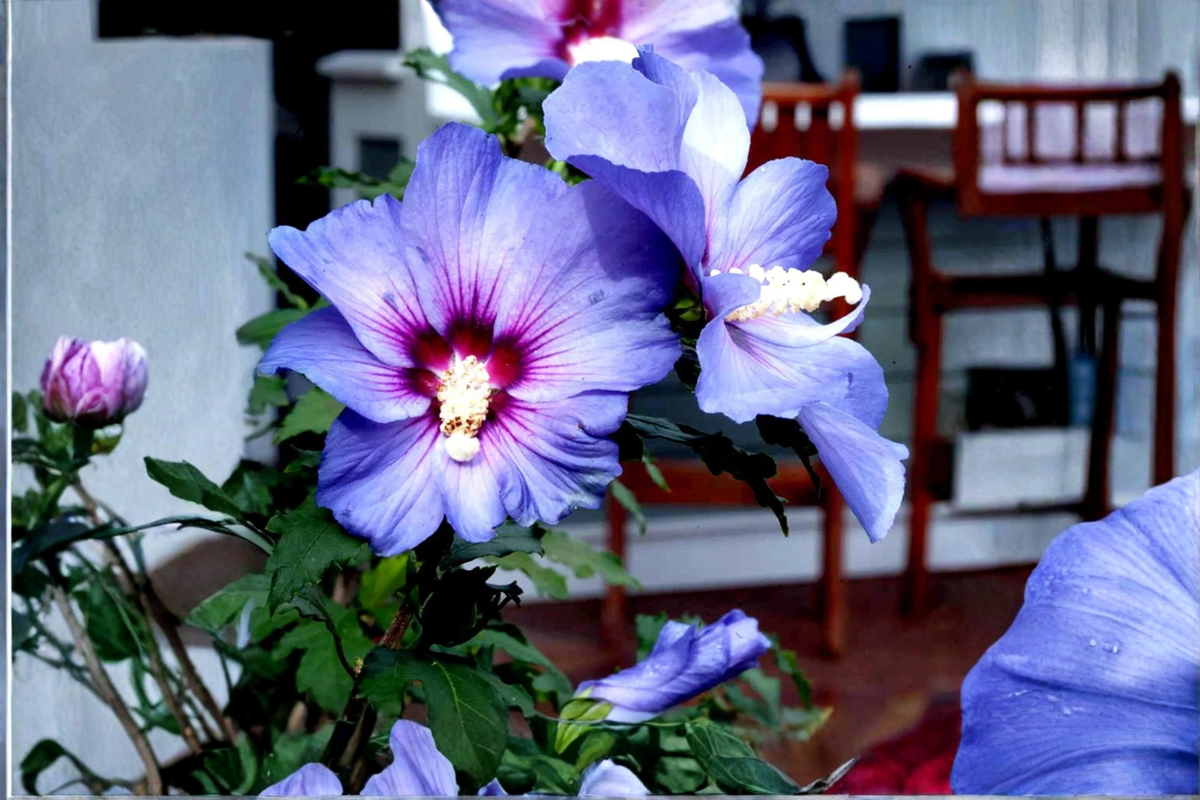 Madagascar Hibiscus Starter Live Plant (Hibiscus moscheutos) - Rooted Starter Plant