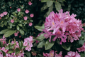 Catawba Boursault Rhododendron Starter Plant – Live Evergreen Shrub, Shipped Without Pot
