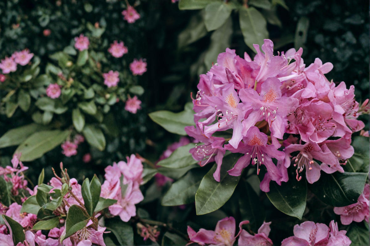 Catawba Boursault Rhododendron Starter Plant – Live Evergreen Shrub, Shipped Without Pot