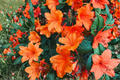 Mandarin Lights Orange Azalea Starter Plant – Deciduous Rhododendron