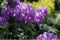 Blue Baron Rhododendron Starter Plant | Live Evergreen Shrub