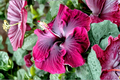 Madagascar Hibiscus Starter Live Plant - Hibiscus moscheutos Rooted Starter Plant 3–5 in