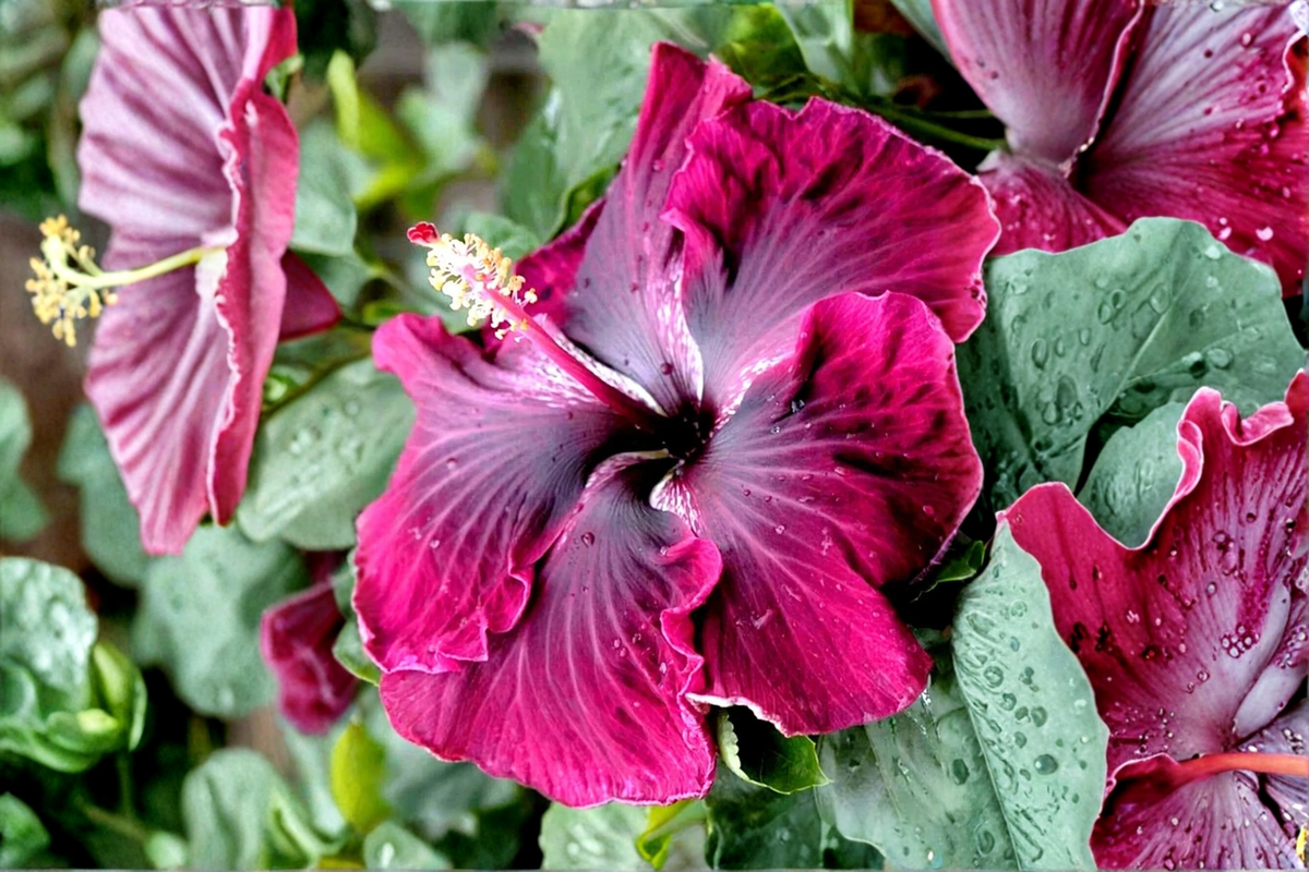 Madagascar Hibiscus Starter Live Plant - Hibiscus moscheutos Rooted Starter Plant 3–5 in