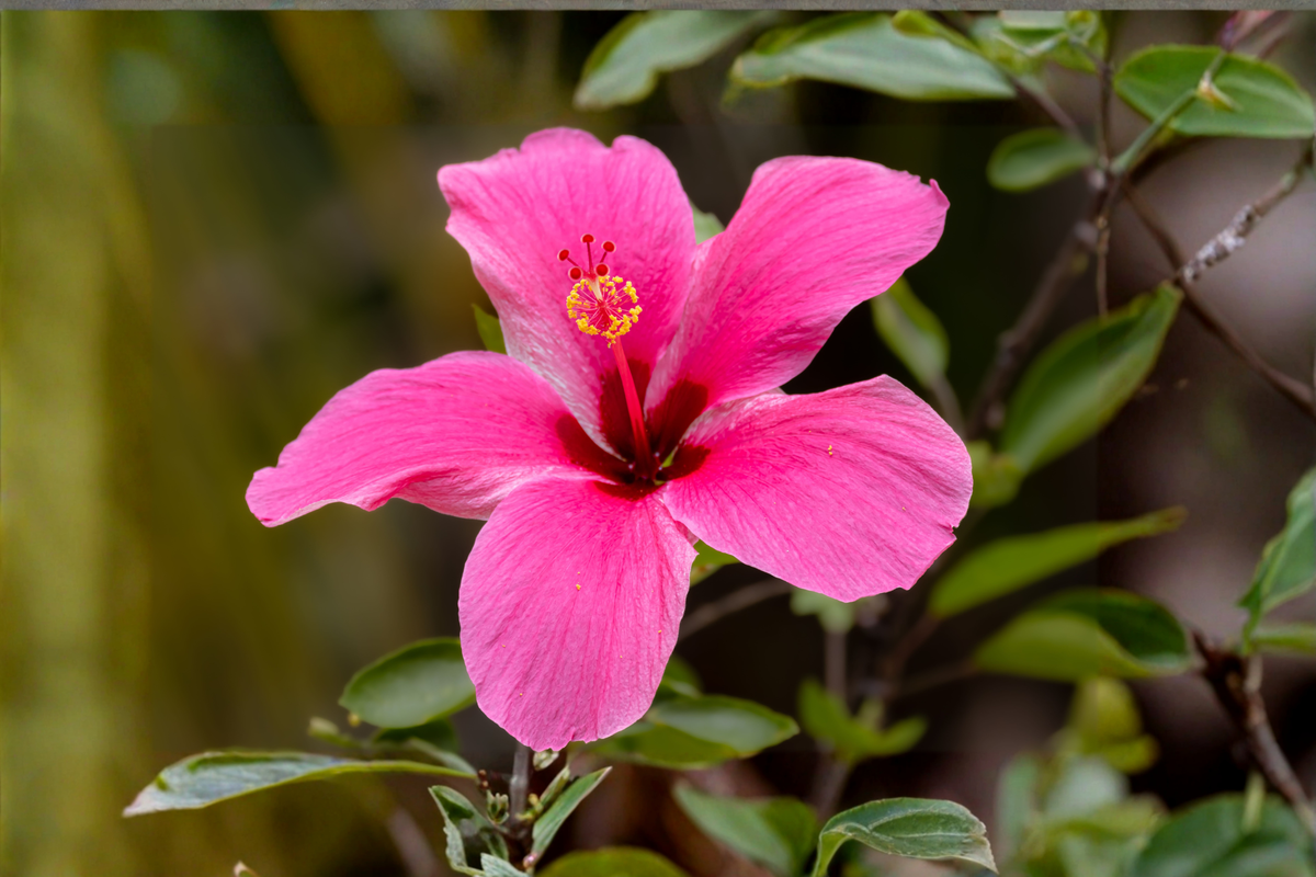 Madagascar Hibiscus Live Starter Plant (Hibiscus moscheutos) 3–5" Rooted