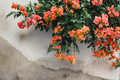 Tangerine Beauty Crossvine Rooted Starter Plant | Bignonia capreolata 'Tangerine Beauty'