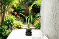 Lucky Bamboo Live Plants, 4-Inch Starter Bundle – Dracaena sanderiana (4 plants)