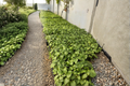 Lot of 3 Live Super Hot Pepper Plants – 75+ Day Old Starter Plants (Capsicum)