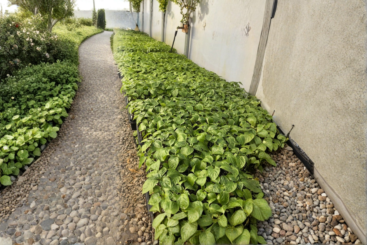 Lot of 3 Live Super Hot Pepper Plants – 75+ Day Old Starter Plants (Capsicum)