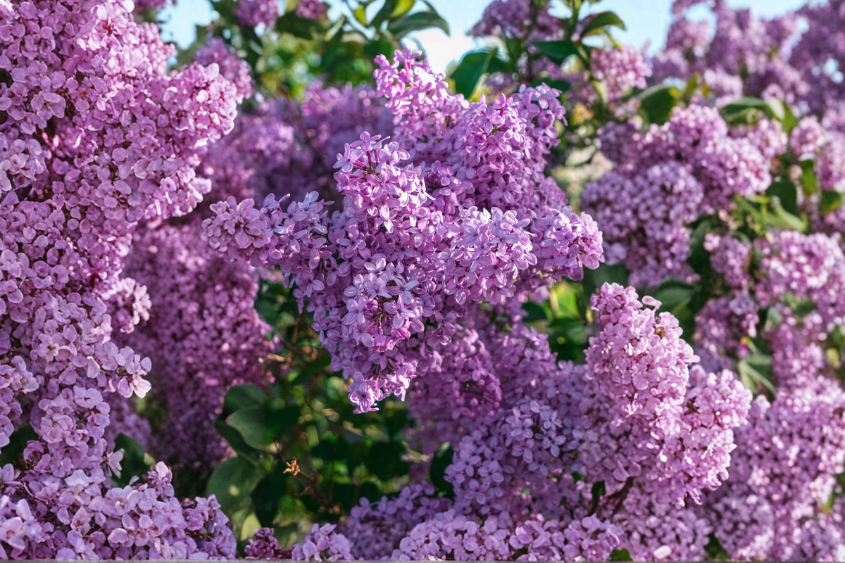 Dwarf Korean Lilac Live Plant in 3.5 inch Pot | Syringa meyeri 'Palibin'