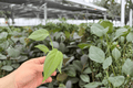 Philodendron Dean McDowell 2 Live Starter Plants | Philodendron McDowell in Plugs