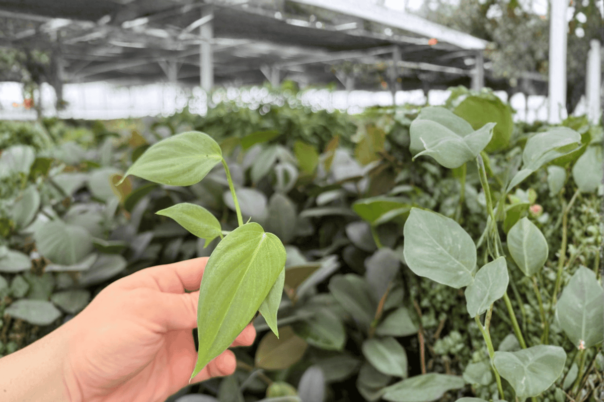 Philodendron Dean McDowell 2 Live Starter Plants | Philodendron McDowell in Plugs