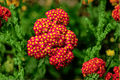 Strawberry Seduction Yarrow (Achillea millefolium) 4-Inch Live Plant – 1 Plant