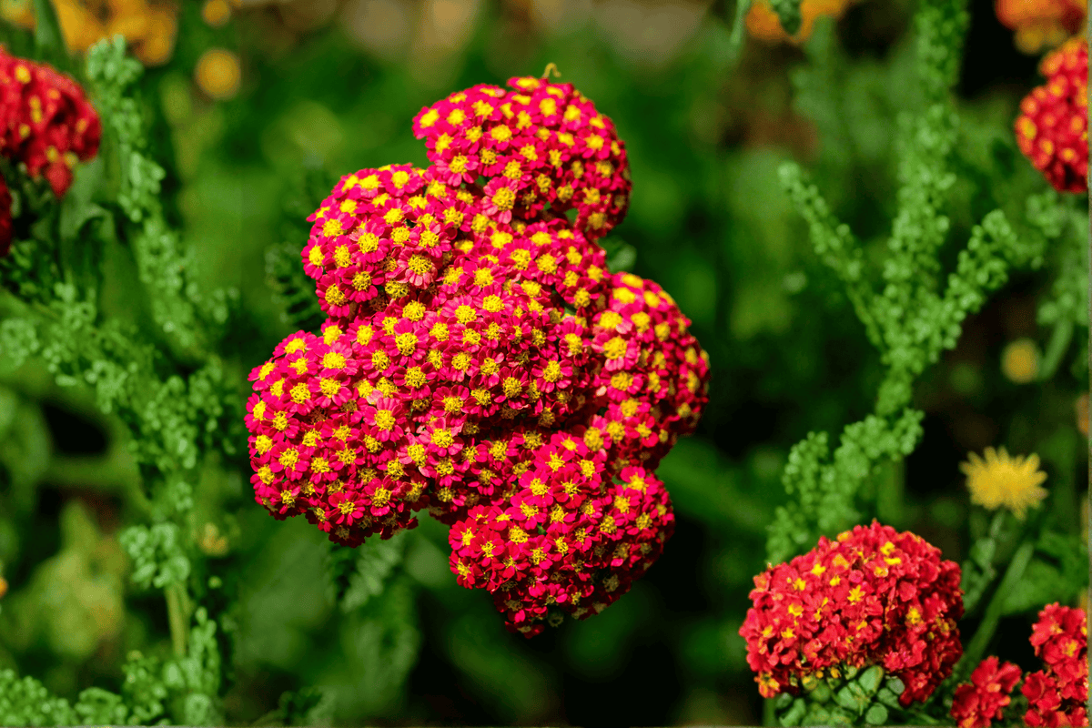 Strawberry Seduction Yarrow (Achillea millefolium) 4-Inch Live Plant – 1 Plant