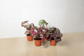 Assorted Begonia Starter Pack - 4