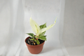 Variegated Anthurium Hookeri Live Plant - 4 Inch Rooted Starter Variegated Foliate Indoor Tropical