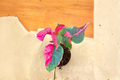 Alternanthera Party Time Live Plant - Pink Foliage, 2-Inch Starter Pot