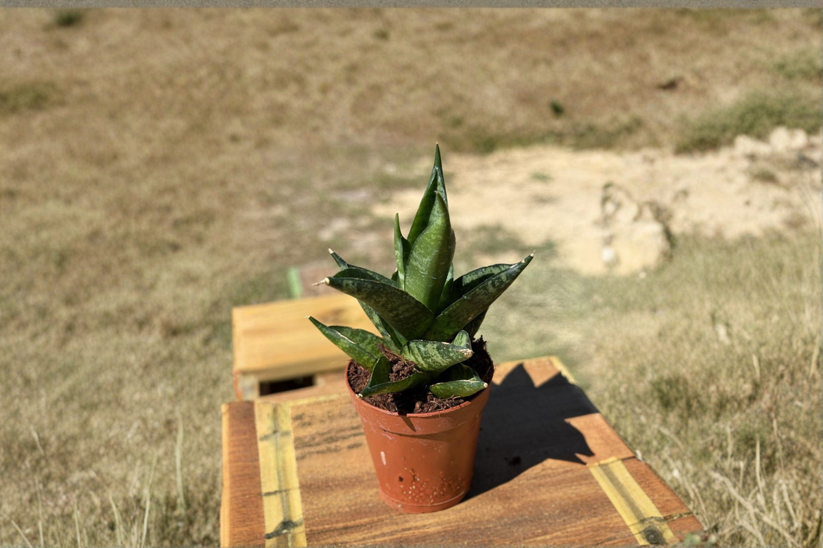 Sansevieria Hedgehog - 2-Inch Starter Live Plant | Rare Snake Plant