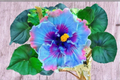 Dark Purple Giant Hibiscus Seeds - 10 Seed Pack for Indoor Pot or Outdoor Garden