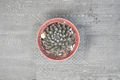 Black Sea Urchin Succulent Sinocrassula yunnanensis | 4-Inch Rooted Live Plant