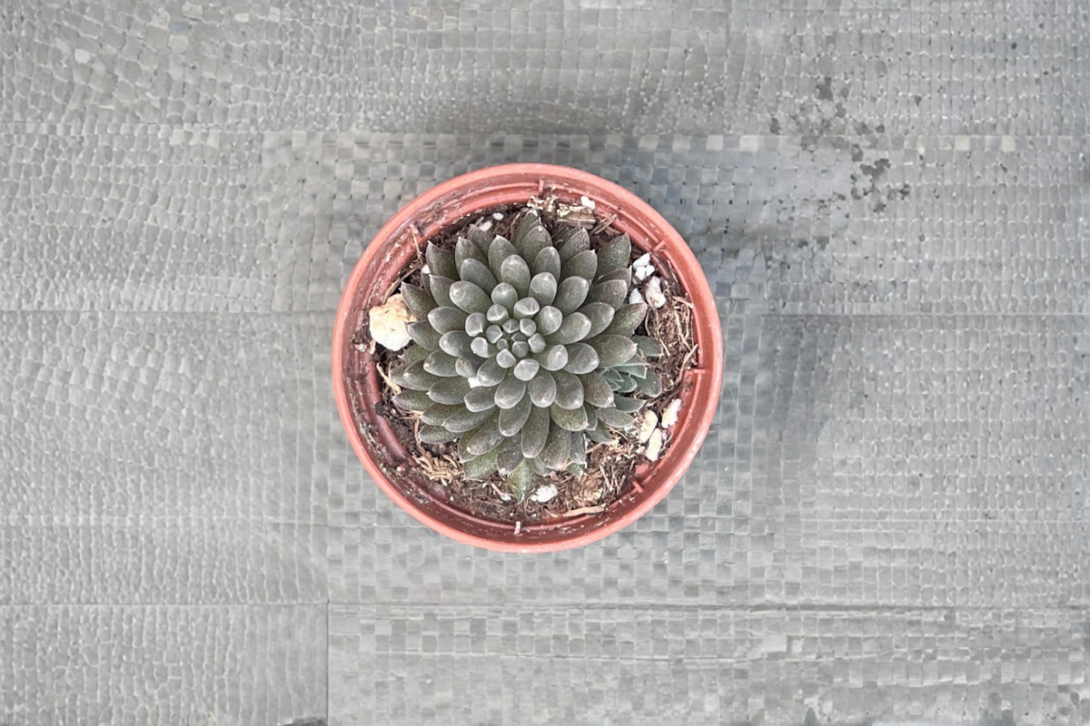 Black Sea Urchin Succulent Sinocrassula yunnanensis | 4-Inch Rooted Live Plant