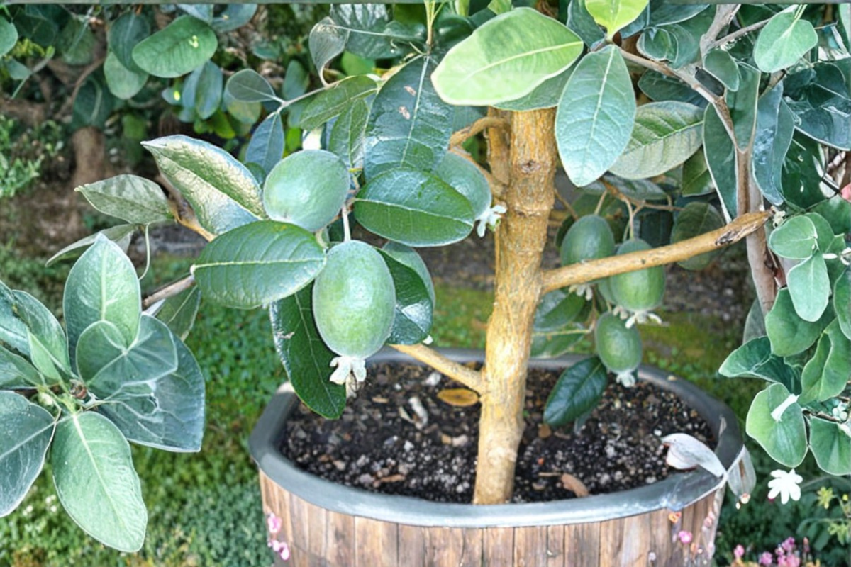 Ramsey Pineapple Guava Grafted Live Plant in 1 Gal Pot | Acca sellowiana Feijoa