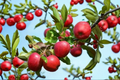 Cortland Apple Tree - 4-6 ft Live Fruit Tree, Red Apples, Full Sun