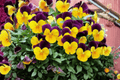 Penny Orange Jump-Up Viola Live Plant – 4-Inch Pot (Viola cornuta 'Penny Orange Jump-Up')