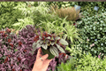 Peperomia Santorini - 2 Exact Plants (Santorini Peperomia) in 4" Pot — Exact Specimens